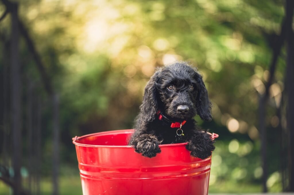 black dog, pet, bucket