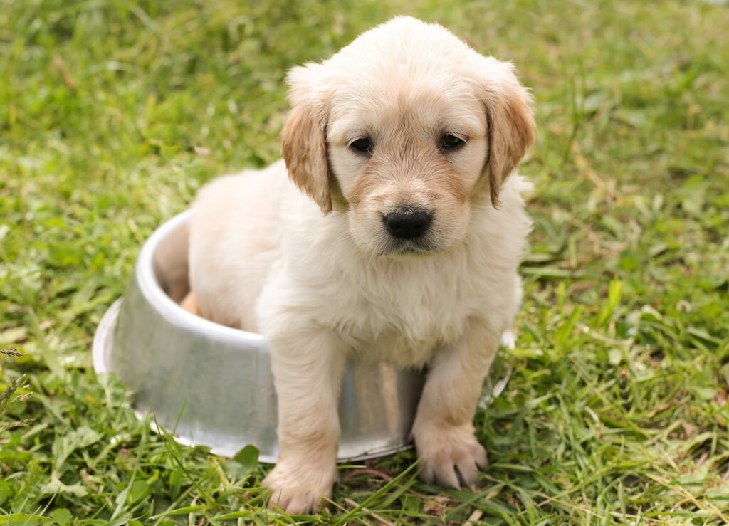 puppy, golden retriever, dog