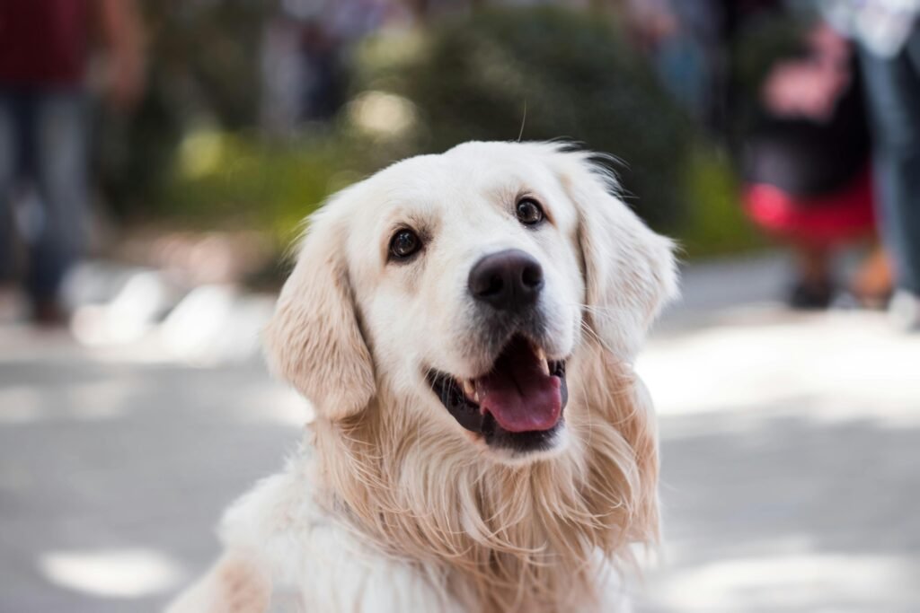 Golden Retriever smiling outdoors with shallow depth of field focus.